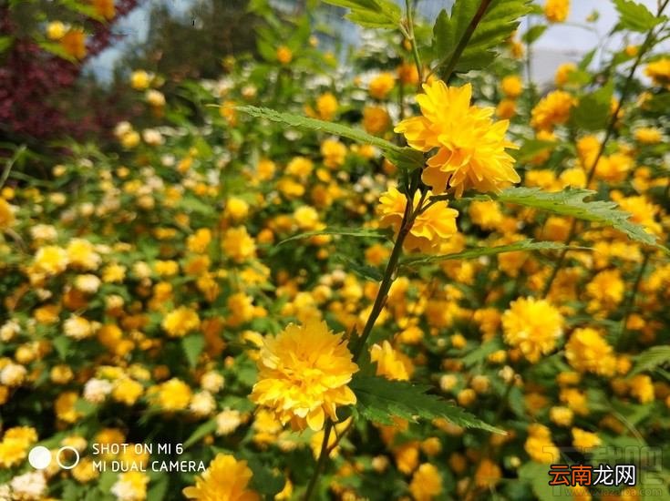 小米6拍照怎么样？小米6拍照体验