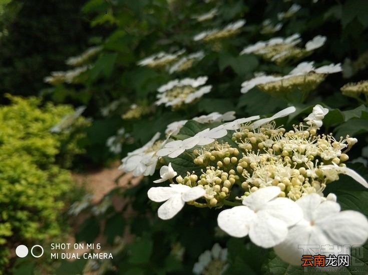 小米6拍照怎么样？小米6拍照体验