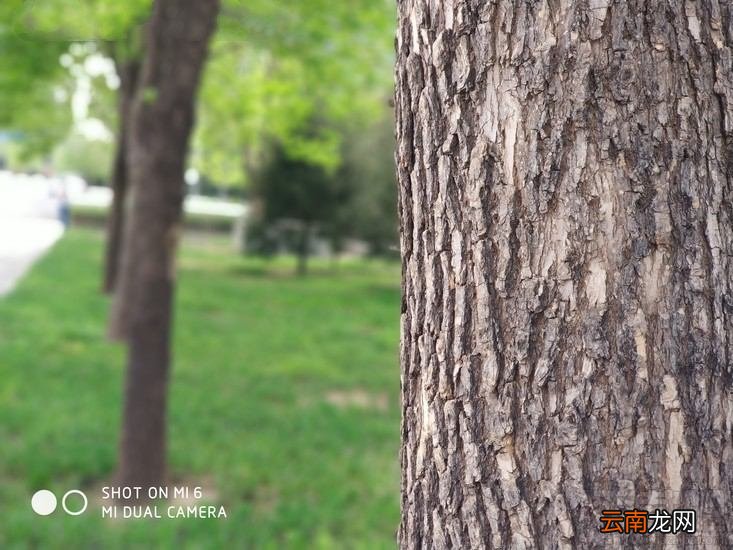 小米6拍照怎么样？小米6拍照体验