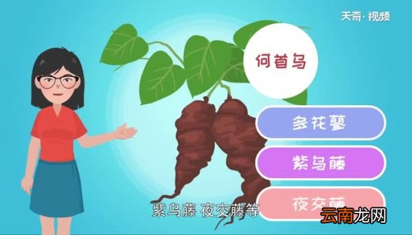何首乌的功效与作用 生何首乌泡水喝的功效