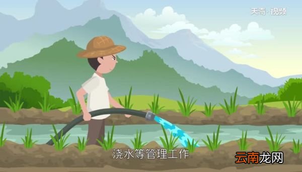 谷雨要做什么 谷雨节气做什么事情