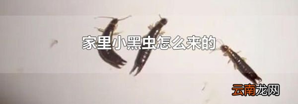 家里小黑虫怎么来的
