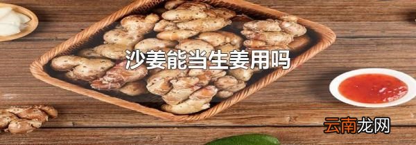 沙姜能当生姜用吗