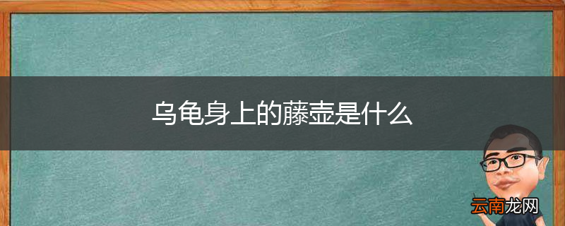 乌龟身上的藤壶是什么