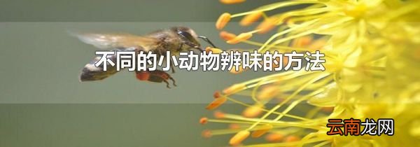 不同的小动物辨味的方法