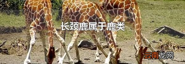 长颈鹿属于鹿类