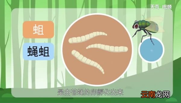蛆是怎么形成的 蛆是怎么形成的有害吗