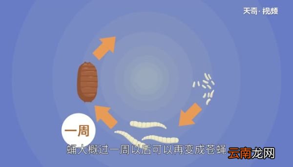 蛆是怎么形成的 蛆是怎么形成的有害吗