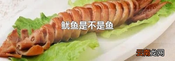 鱿鱼是不是鱼