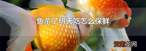 鱼杀了明天吃怎么保鲜