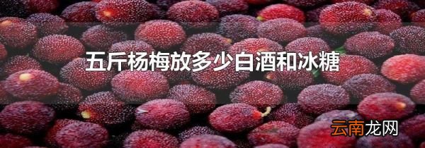 五斤杨梅放多少白酒和冰糖