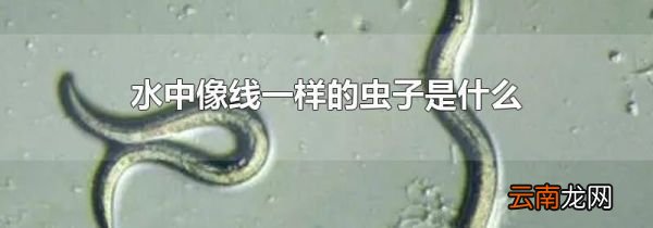 水中像线一样的虫子是什么
