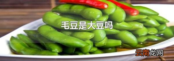 毛豆是大豆吗