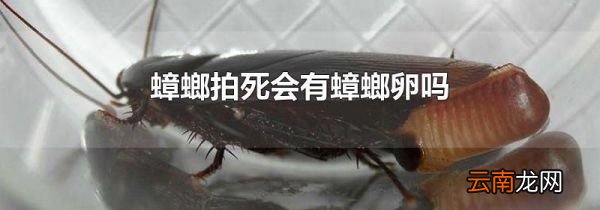 蟑螂拍死会有蟑螂卵吗