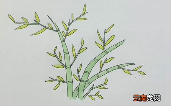竹子的简笔画