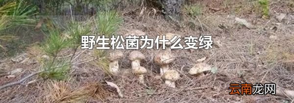 野生松菌为什么变绿