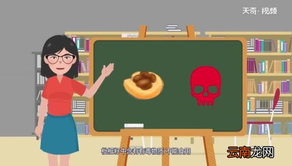 枇杷籽能吃吗枇杷籽能不能吃呢