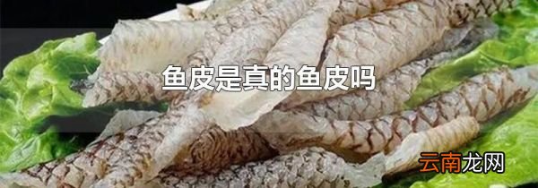 鱼皮是真的鱼皮吗