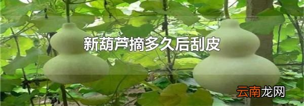 新葫芦摘多久后刮皮