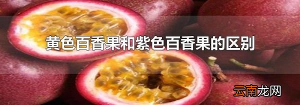 黄色百香果和紫色百香果的区别