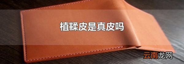 植鞣皮是真皮吗