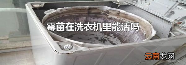 霉菌在洗衣机里能活吗