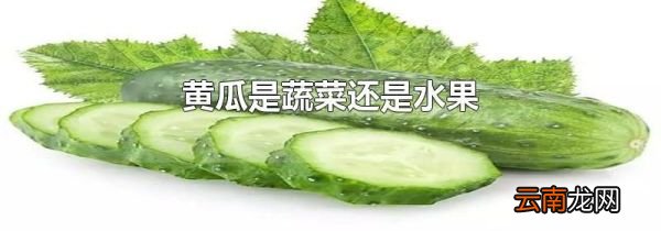 黄瓜是蔬菜还是水果