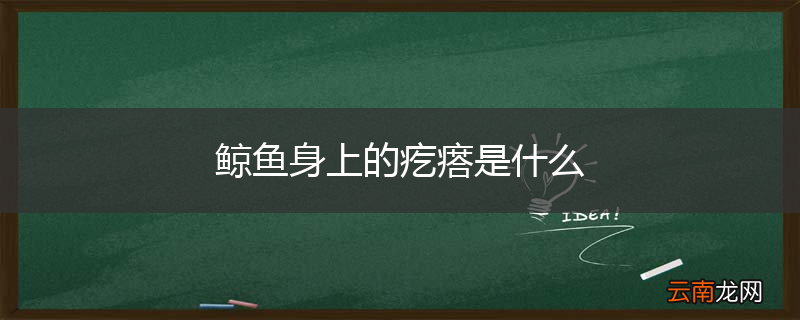 鲸鱼身上的疙瘩是什么