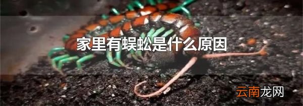 家里有蜈蚣是什么原因
