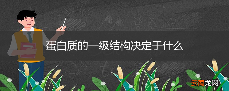 蛋白质的一级结构决定于什么