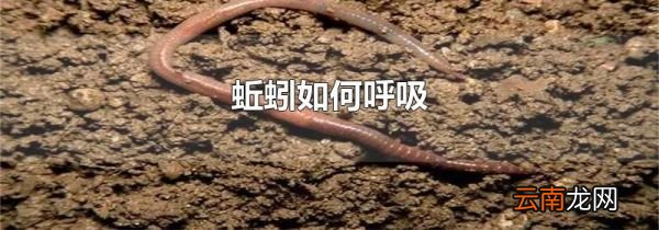 蚯蚓如何呼吸