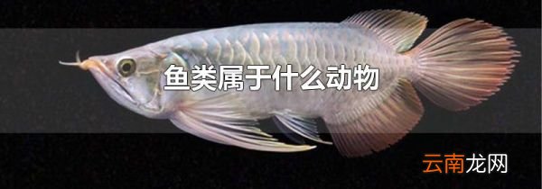 鱼类属于什么动物