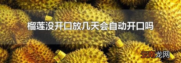 榴莲没开口放几天会自动开口吗