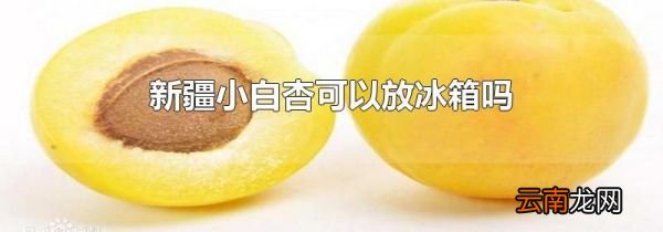 新疆小白杏可以放冰箱吗