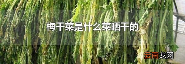 梅干菜是什么菜晒干的