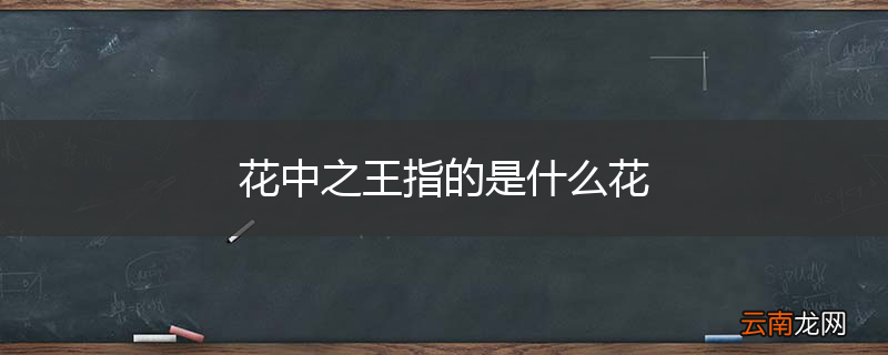 花中之王指的是什么花