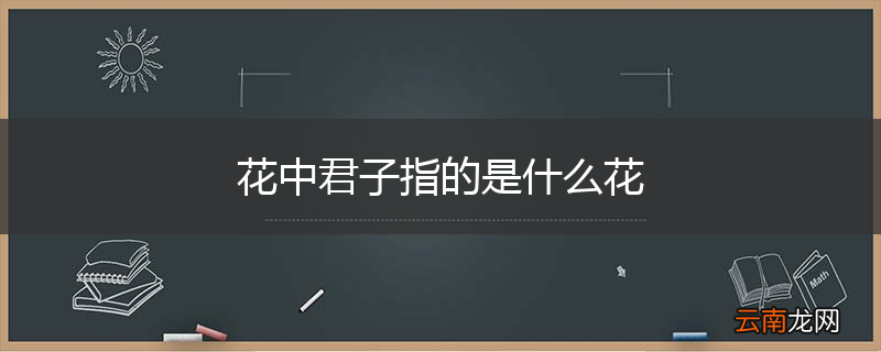 花中君子指的是什么花