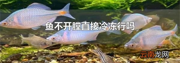 鱼不开膛直接冷冻行吗