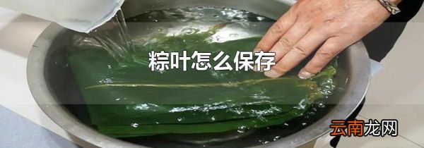 粽叶怎么保存