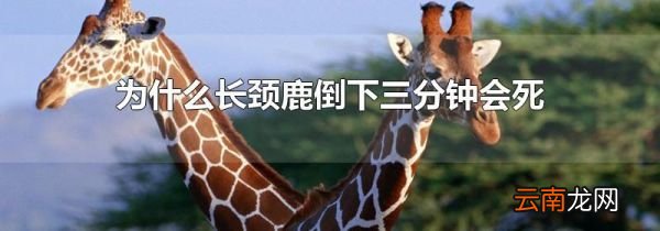 为什么长颈鹿倒下三分钟会死