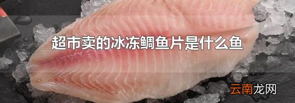 超市卖的冰冻鲷鱼片是什么鱼
