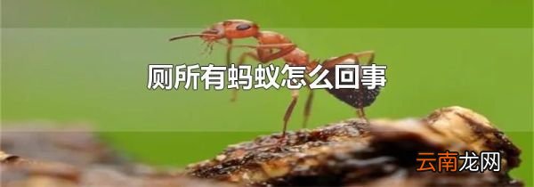 厕所有蚂蚁怎么回事