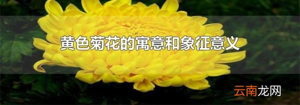 黄色菊花的寓意和象征意义