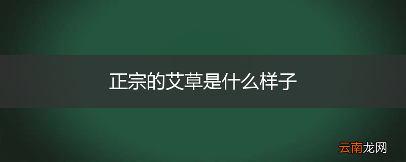 正宗的艾草是什么样子