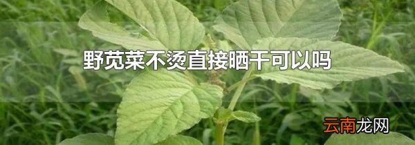 野苋菜不烫直接晒干可以吗