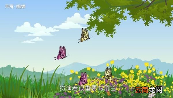 昆虫的种类昆虫有哪些