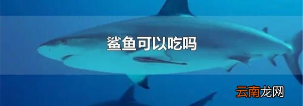 鲨鱼可以吃吗