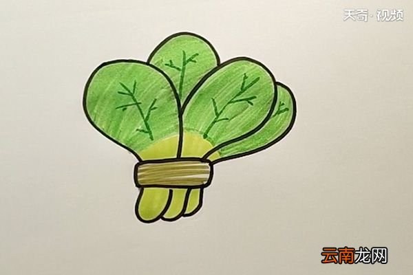 白菜简笔画