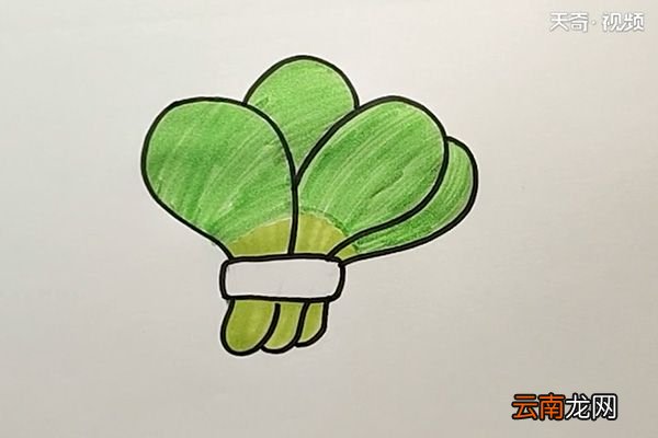 白菜简笔画