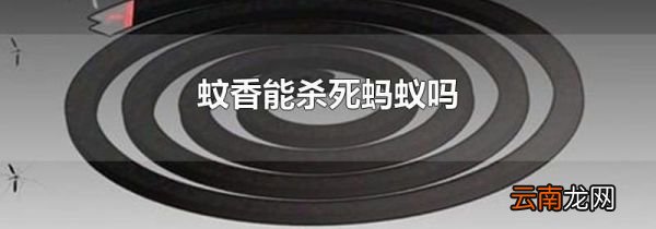 蚊香能杀死蚂蚁吗